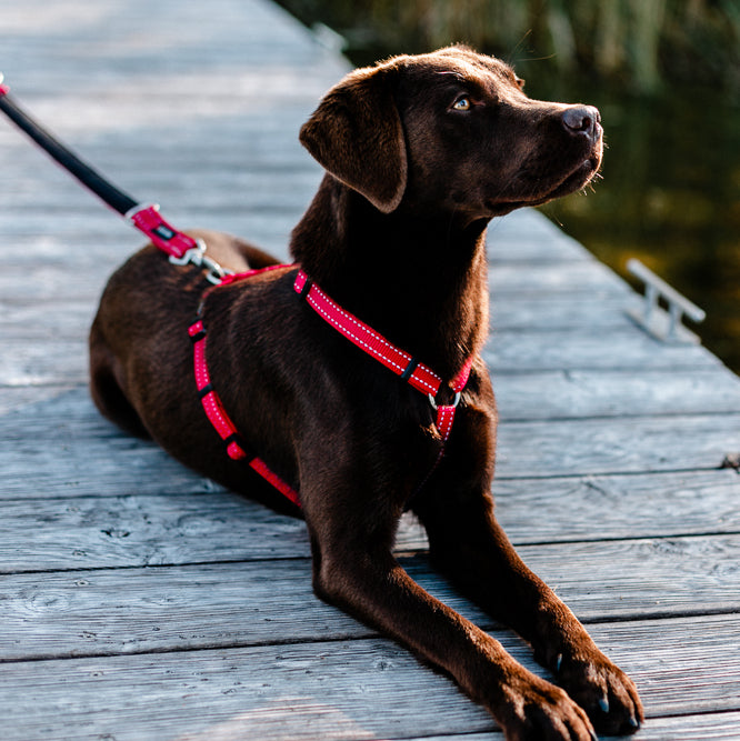 Pet-Champ™ LED Hundegeschirr USB - PET-CHAMP